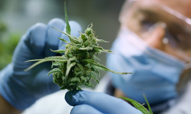 Into The Light - NZ Cannabis Growers Gear Up For Referendum