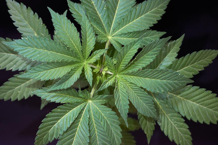 4 more States Vote To Legalise Recreational Marijuana Use: Arizona, Montana, NJ, South Dakota