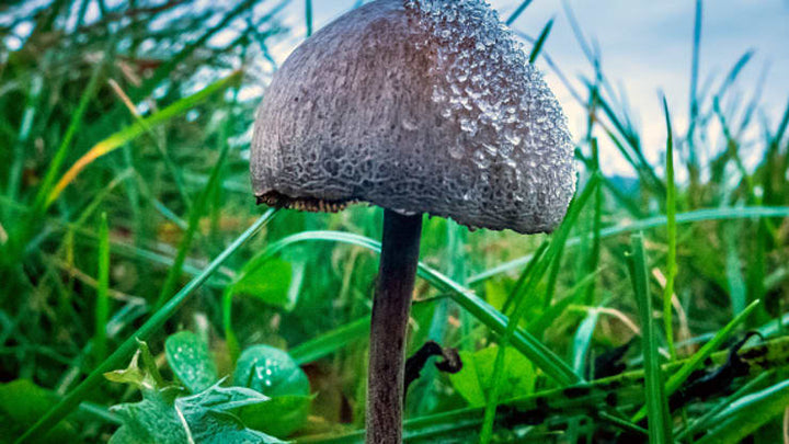 Oregon becomes first state to legalize magic mushrooms as more states ease drug laws in ‘psychedelic renaissance’