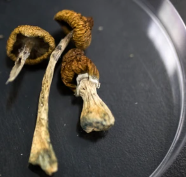 San Francisco Decriminalizes Mushroom Medicine