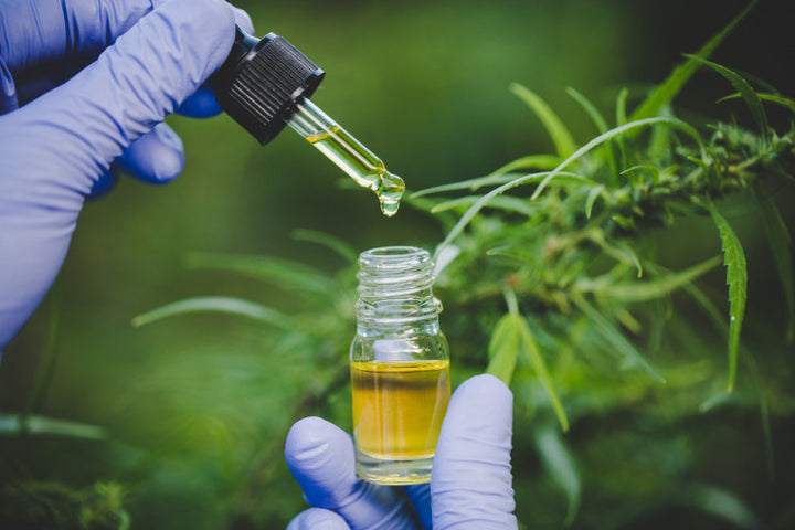 Cannabis Might Block COVID-19 Infection