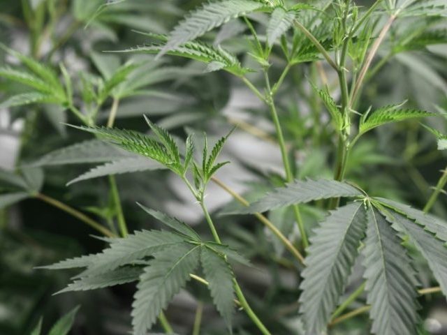 Israeli Hospital to Begin Treating Coronavirus Patients with Cannabis
