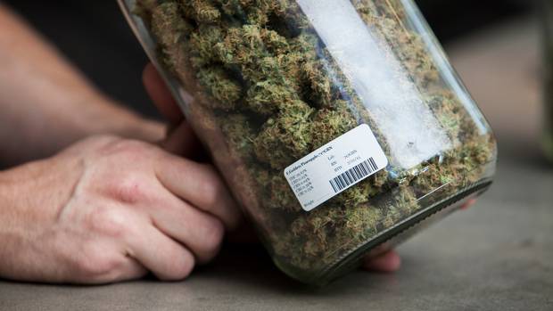 2020 NZ Cannabis Referendum Revealed, Will you vote Yes or No?