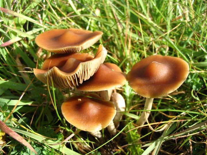 Is microdosing mushrooms going mainstream in the UK?