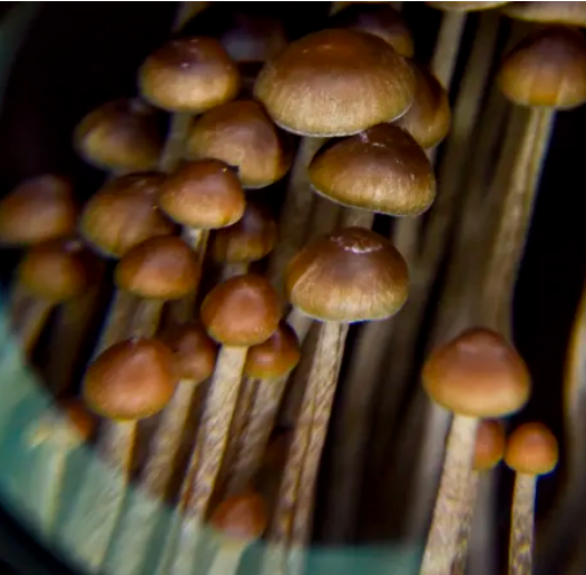 New Zealand's Otago University Psilocybin trials to begin