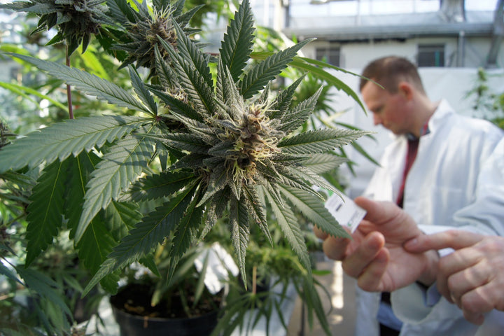 Natures power in every drop of CBD Oil